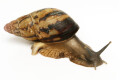 Archachatina papyracea adelinae Cameroon adult
